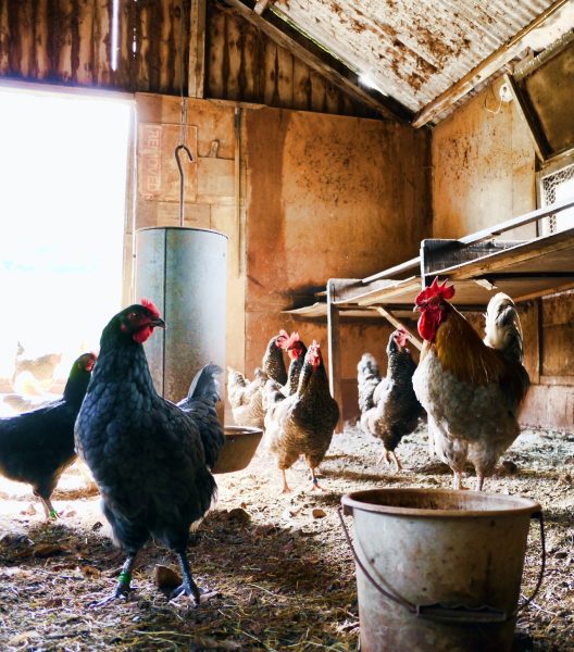 13 Amazing Chicken Bedding Ideas They Will Love Homesteading Alliance