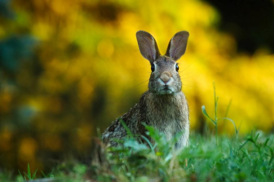5 Best Rabbit Breeds For Raising Meat