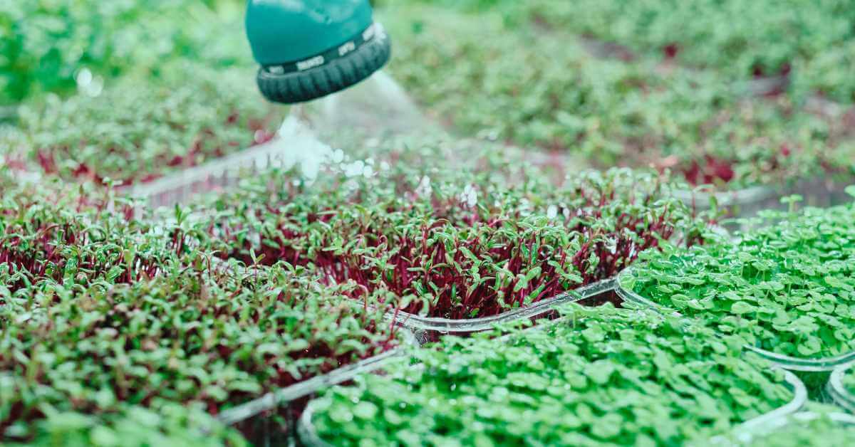 Microgreen Farming A Profitable Guide