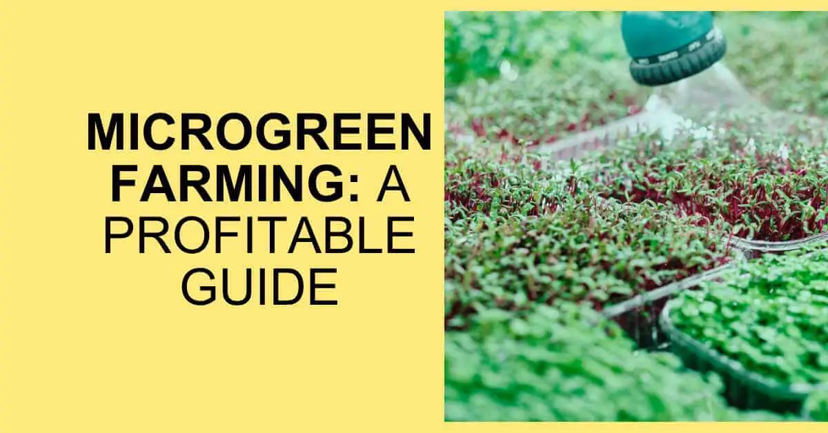 learn how to do microgreen farming
