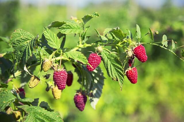 How To Grow Raspberries: A Complete Guide for Planting & Harvesting 1 raspberries ready for harvest