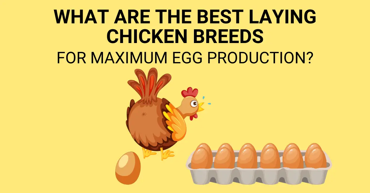 What Are the Best Laying Chicken Breeds