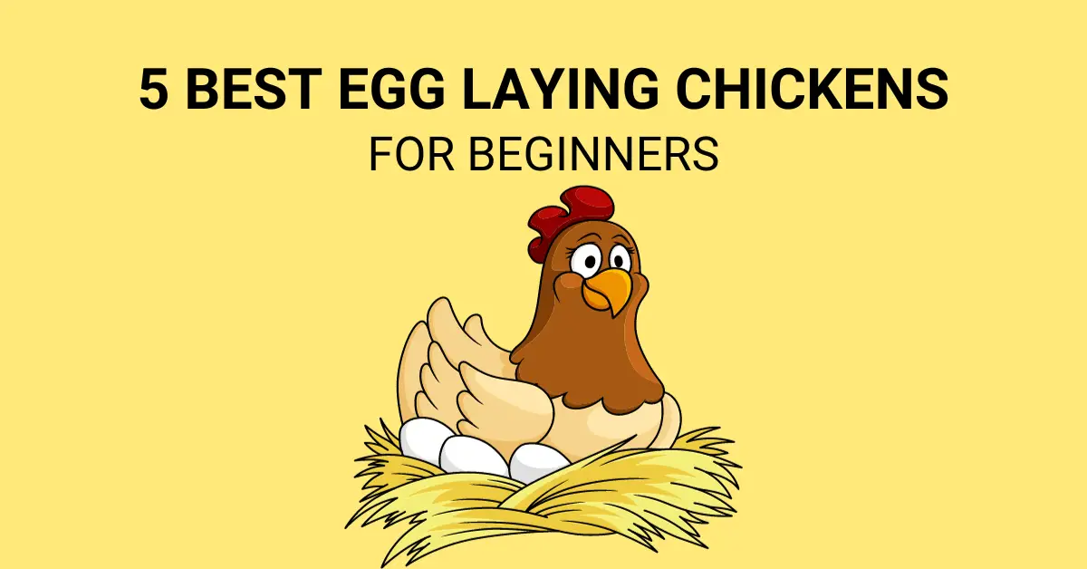 best egg laying chickens for beginners blog post image