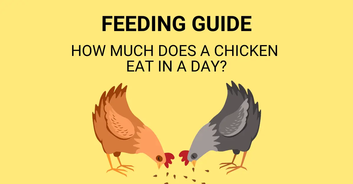 how much to feed chickens in a day