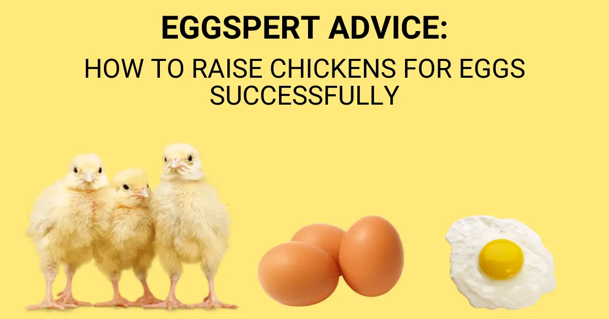 how to raise chickens for eggs blog post image