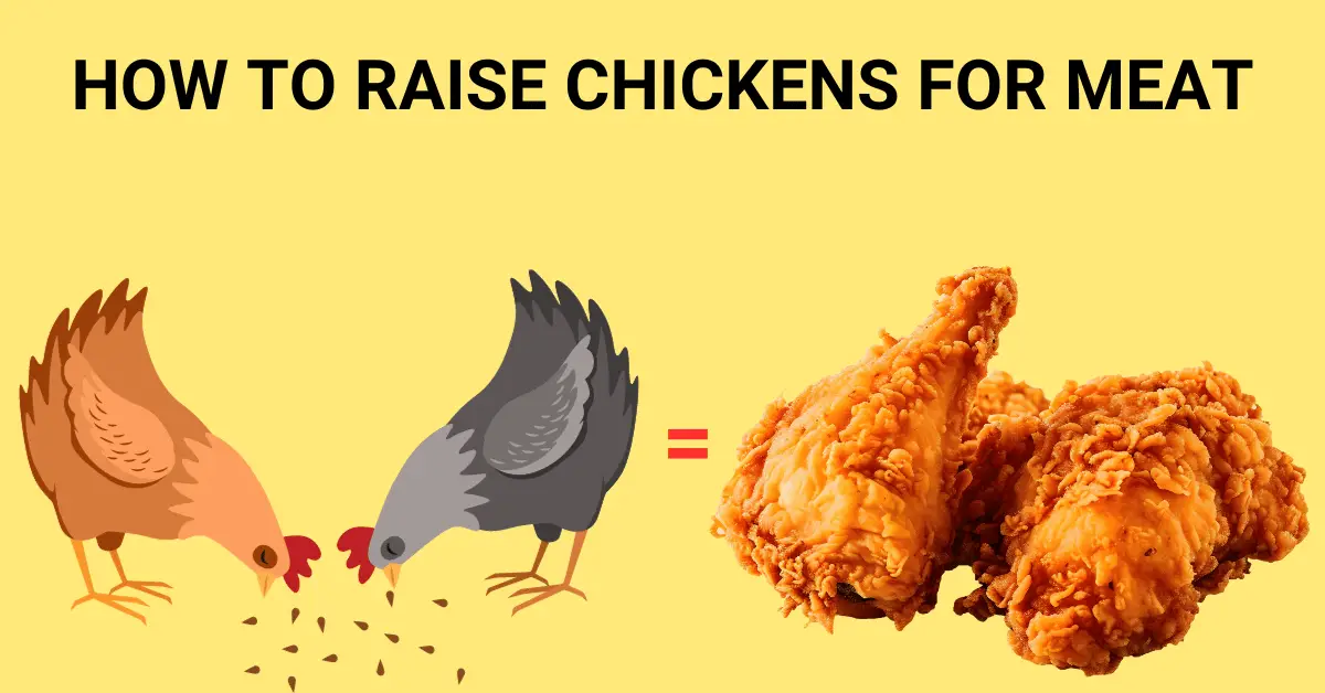 how to raise chickens for meat blog post image