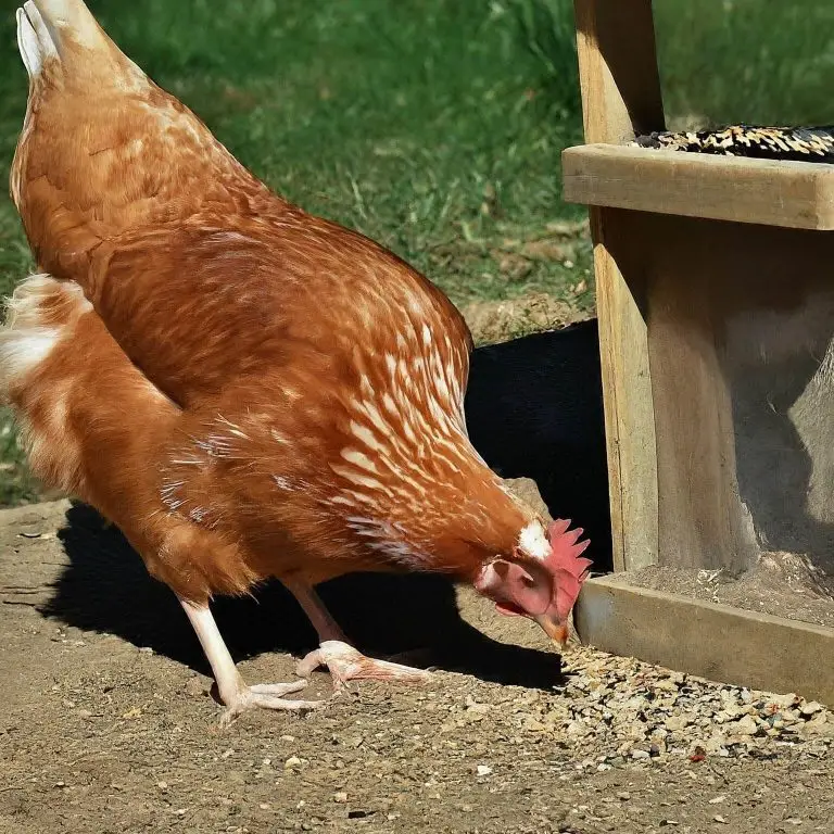 How to Reduce Chicken Feed Waste 2 Backyard hens sharing feed without crowding the feeder