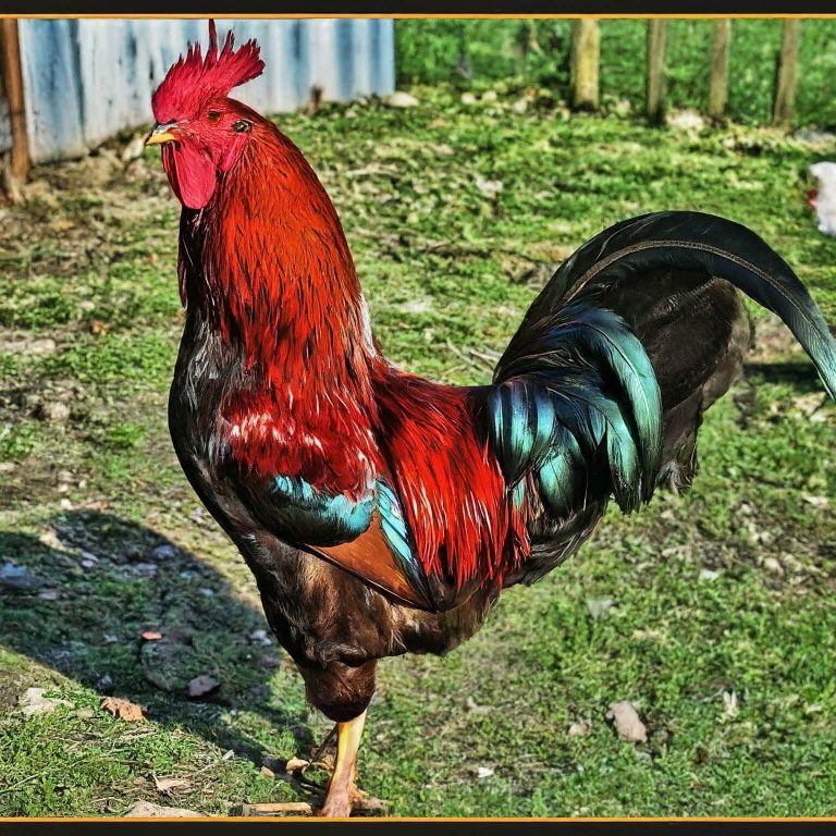 Raising Chickens For Eggs Do You Need A Rooster?
