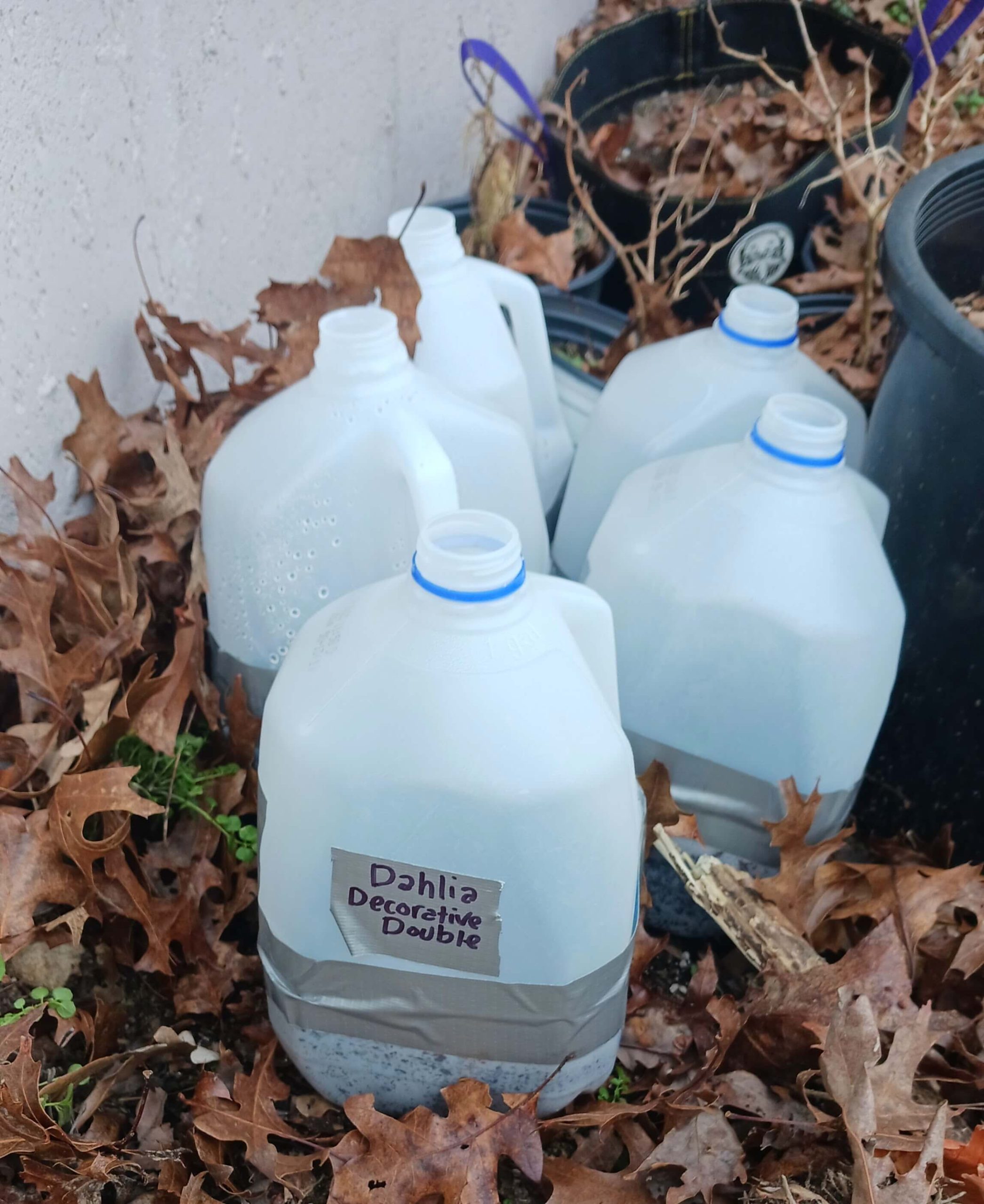 Multiple labeled winter sowing containers, including decorative dahlias, showing proper organization and identification.