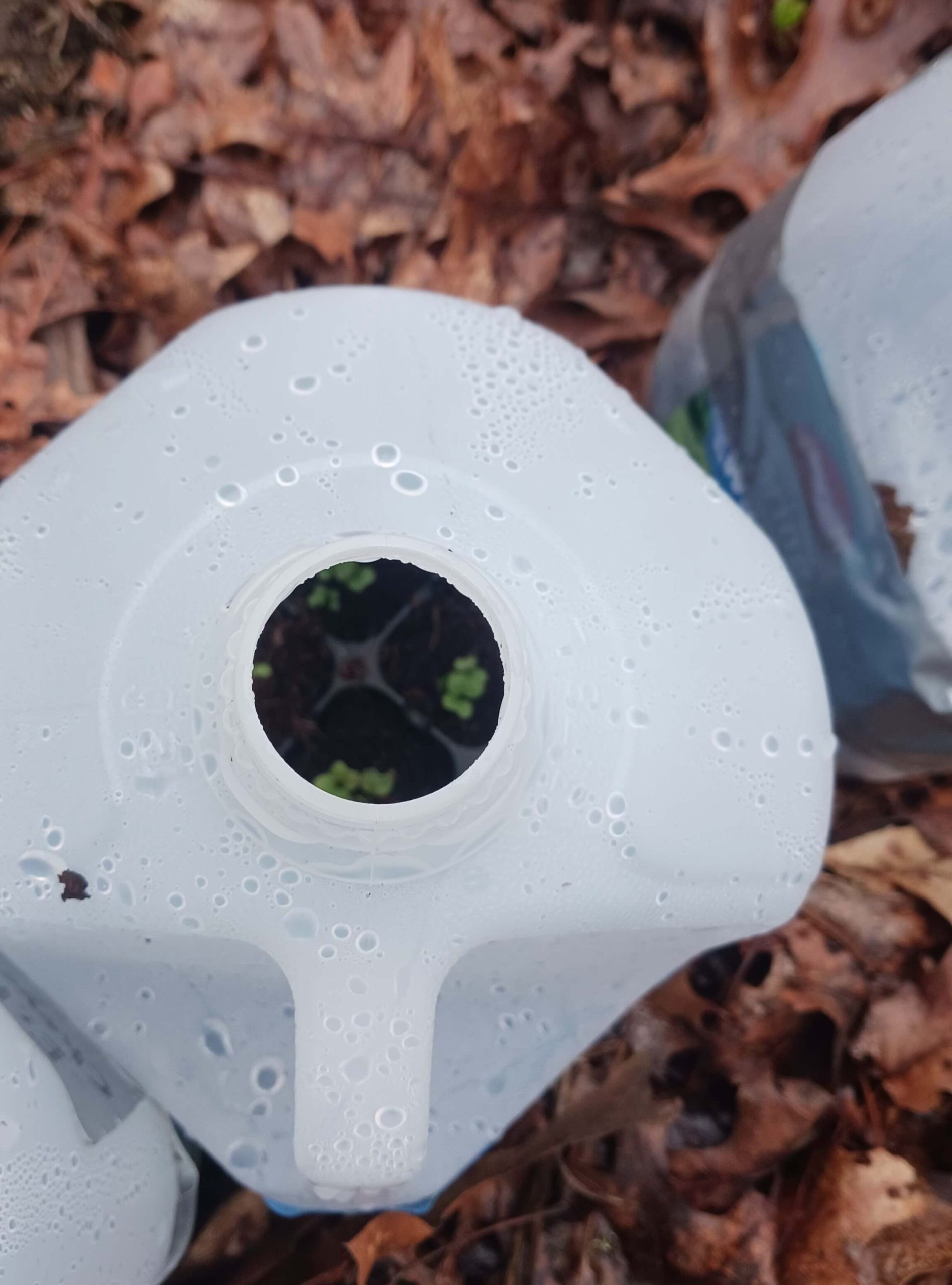 A close-up of proper ventilation hole in milk jug greenhouse, showing condensation droplets from successful moisture regulation.