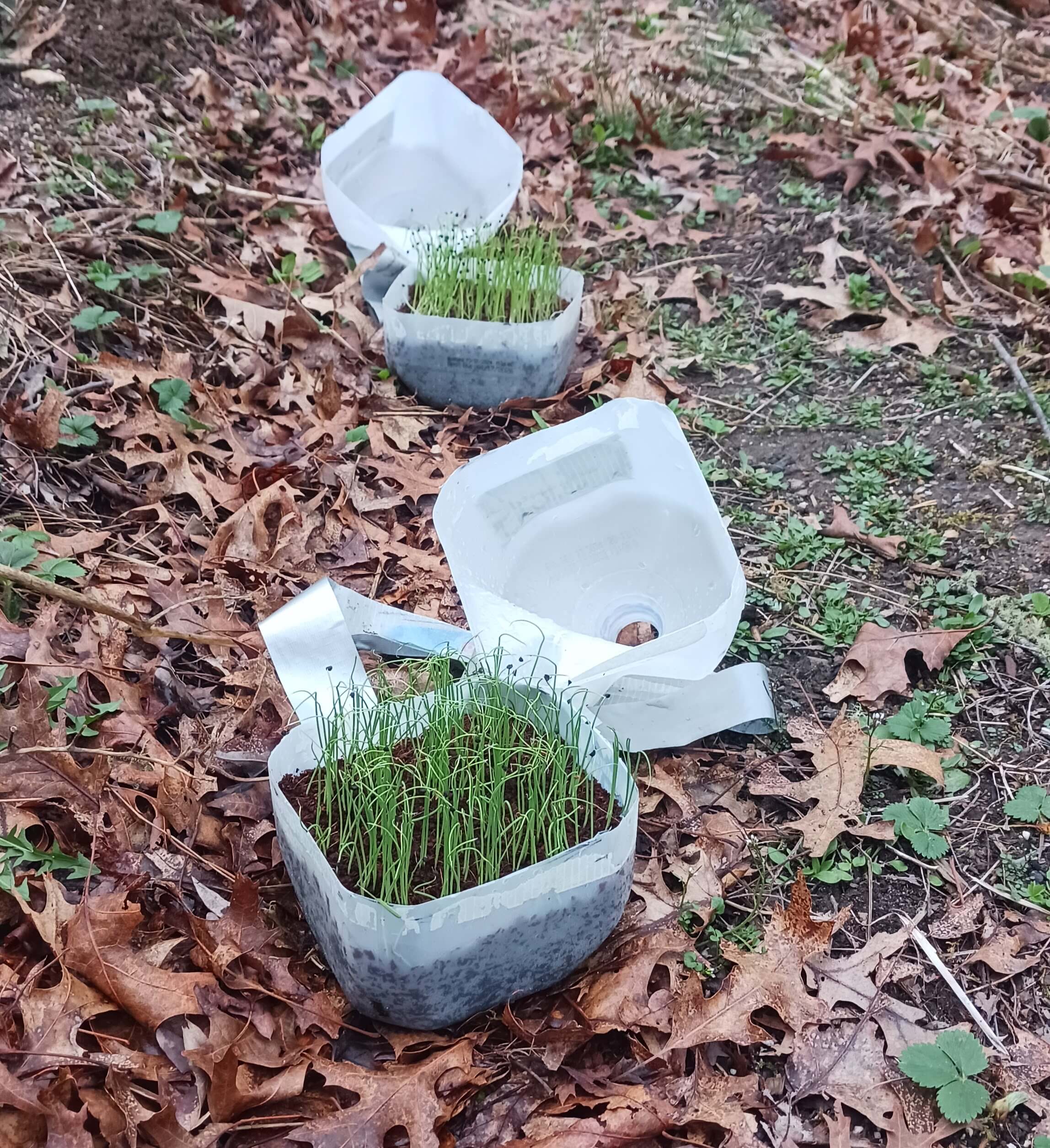 Thriving winter-sown seedlings emerging in milk jug greenhouses, demonstrating the effectiveness of the winter sowing method.