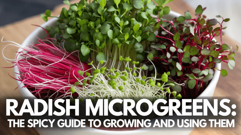 a medium shot of a variety of radish microgreens