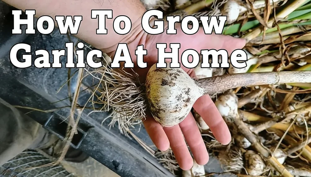 how to grow garlic