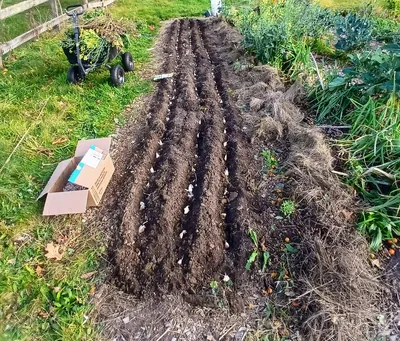 How To Grow Garlic At Home For A Never Ending Supply 2 garlic cloves planted rows 400