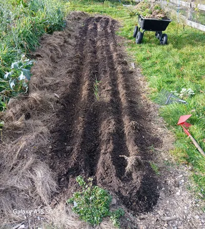 How To Grow Garlic At Home For A Never Ending Supply 1 garlic dug rows preplanting 400