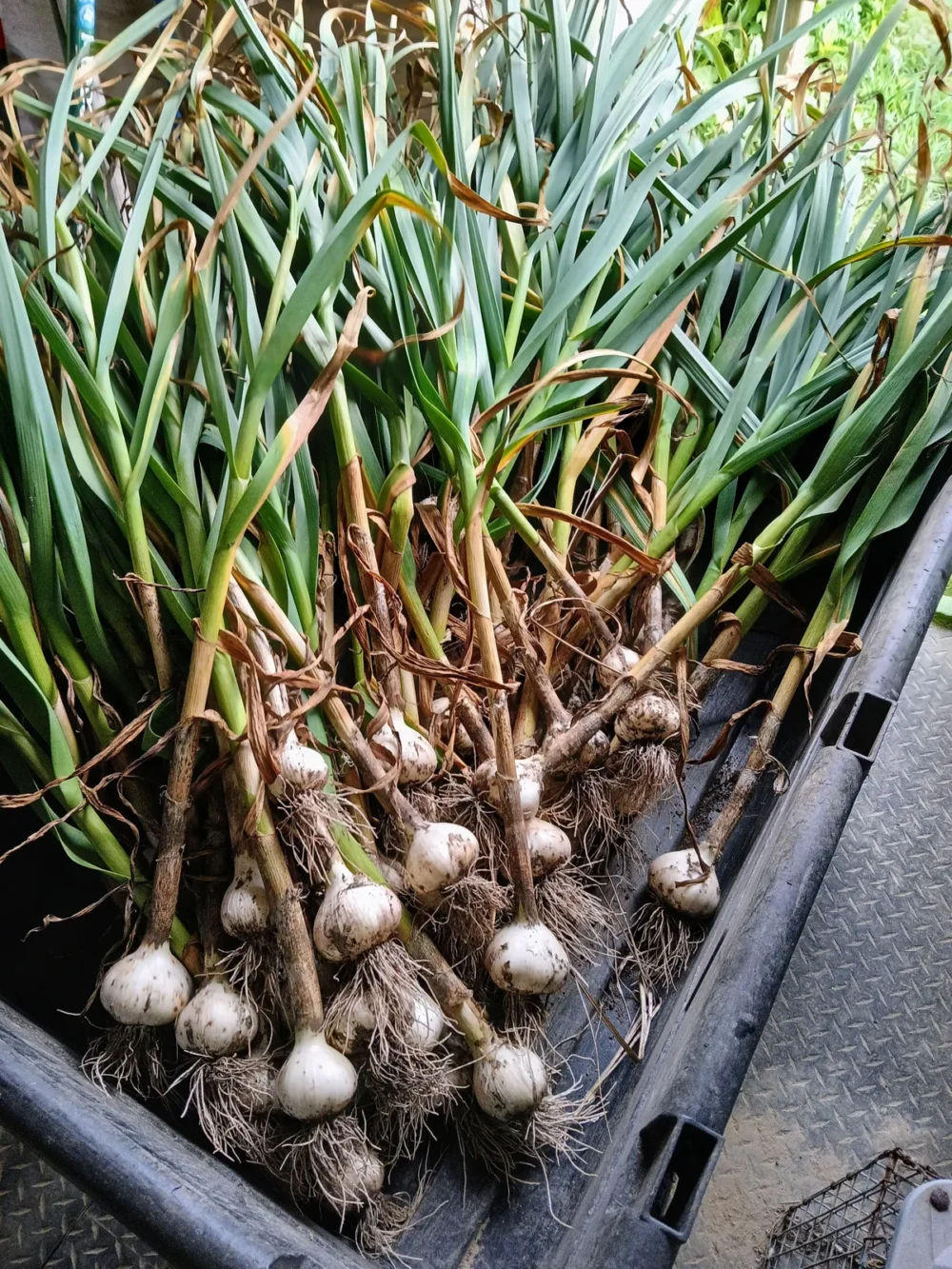 How To Grow Garlic At Home For A Never Ending Supply 6 garlic harvest bundle 1200