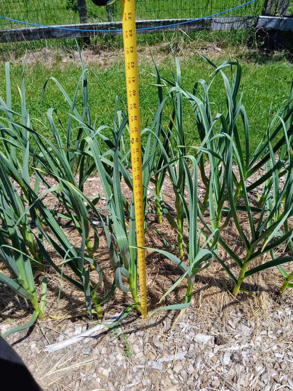 How To Grow Garlic At Home For A Never Ending Supply 4 garlic height measurement 1200