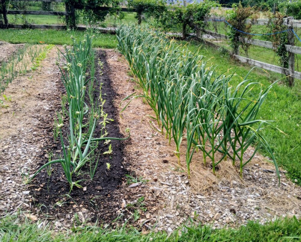 How To Grow Garlic At Home For A Never Ending Supply 5 garlic midsummer growth rows 1200
