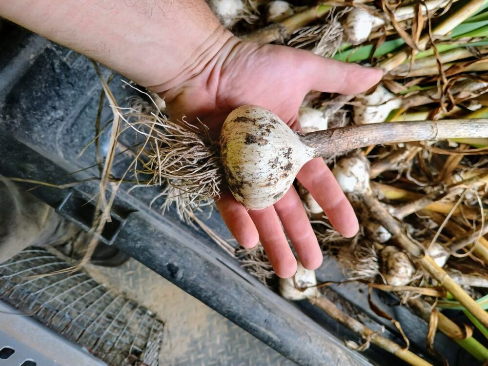 How To Grow Garlic At Home For A Never Ending Supply 7 garlic single bulb harvest 1200
